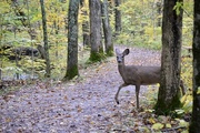 9th Nov 2021 - Deer spotting