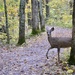 Deer spotting