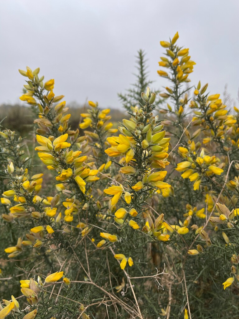 Gorse by tinley23
