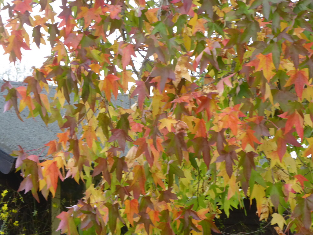 Autumn colour on our Sweet gum by snowy