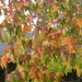 Autumn colour on our Sweet gum by snowy