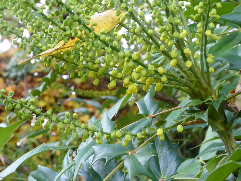 Mahonia flowers by snowy