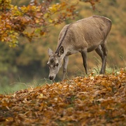 15th Nov 2021 - Deer looking for acorns to eat