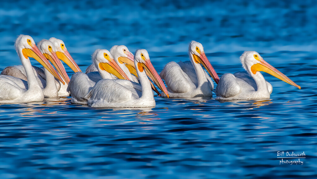 White Pelicans by photographycrazy