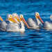 White Pelicans by photographycrazy