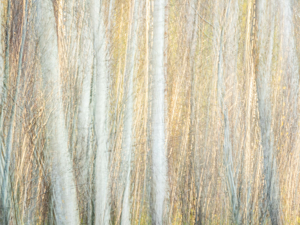 Birch grove in the golden hour  by haskar