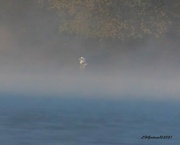 15th Nov 2021 - LHG_2973_Eagle in Early morning fog
