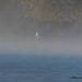LHG_2973_Eagle in Early morning fog by rontu