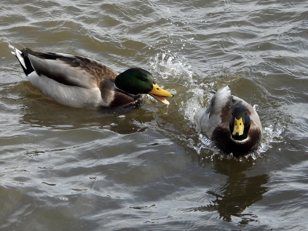 duck disagreement…. by amyk