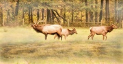 15th Nov 2021 - The elk family 