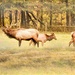The elk family  by samae