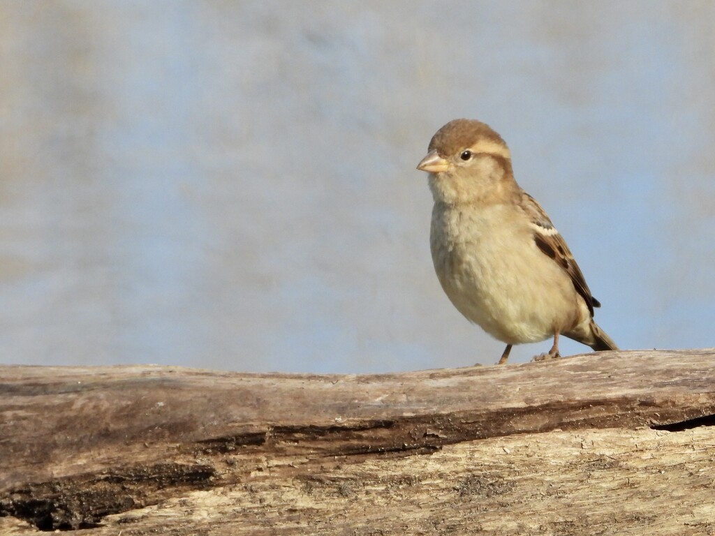single sparrow by amyk