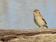 15th Nov 2021 - single sparrow