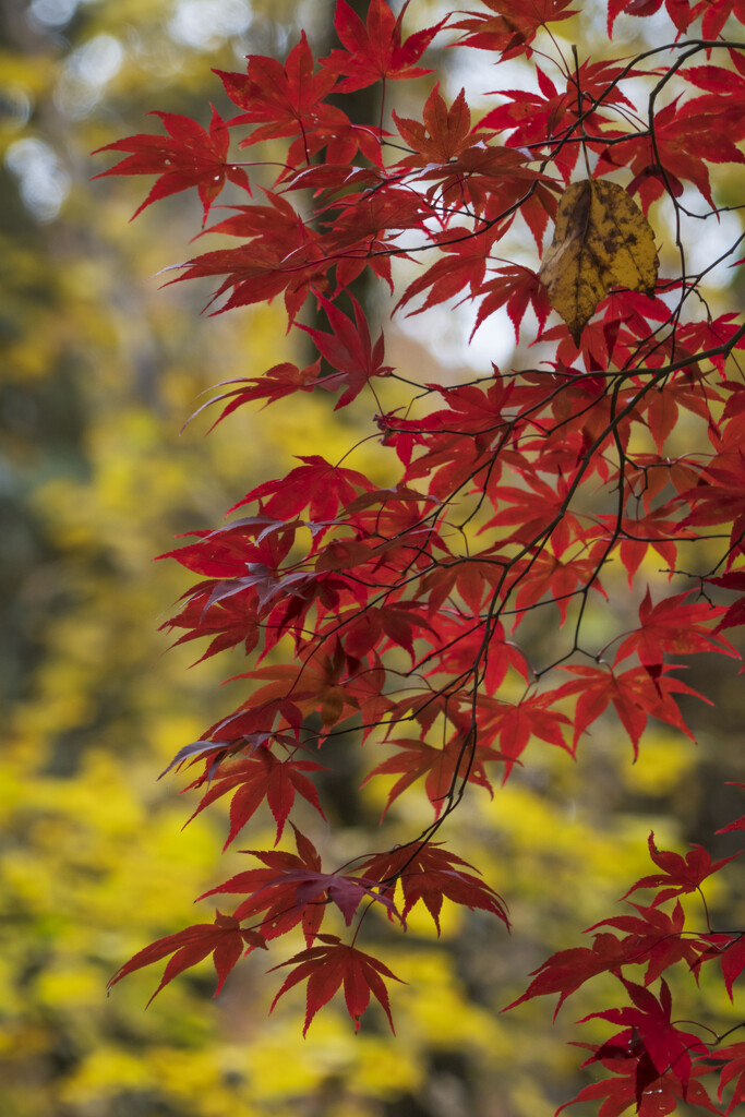 Japanese Maples Red & Yellow by kvphoto