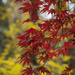 Japanese Maples Red & Yellow by kvphoto