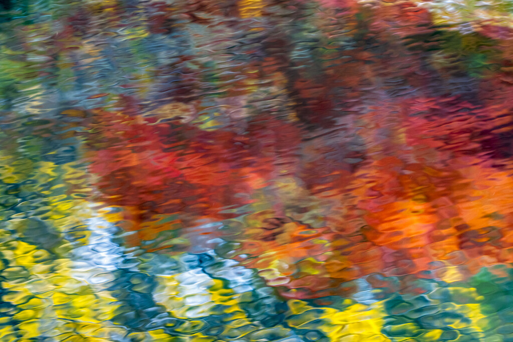 Japanese Maple Reflections by kvphoto