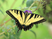 29th Jul 2021 - Eastern Tiger Swallowtail, from above