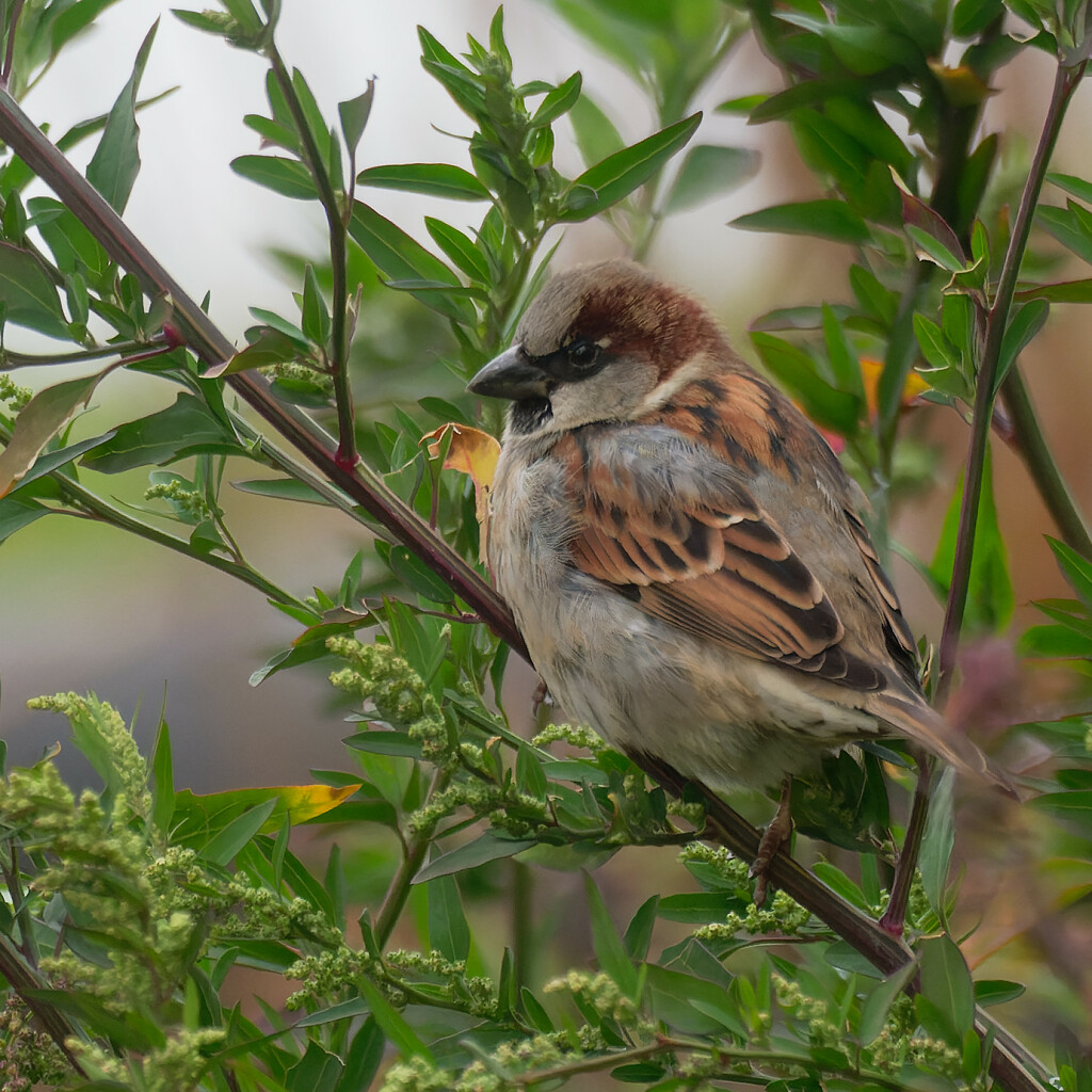 house sparrow by rminer