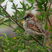 15th Nov 2021 - house sparrow