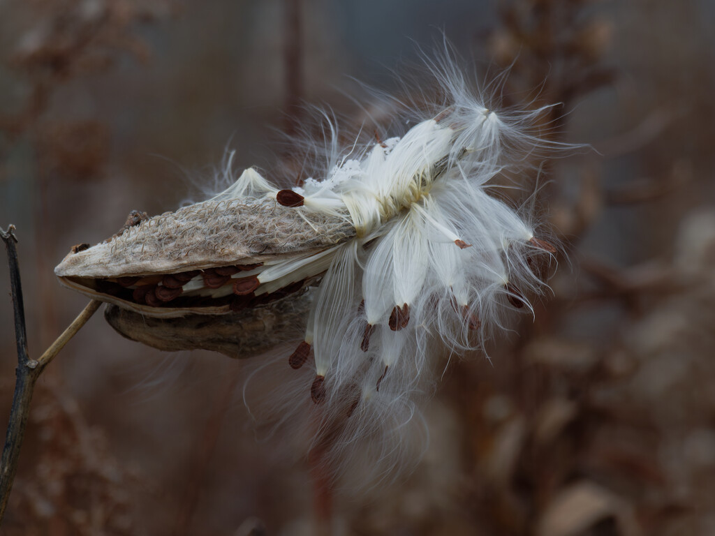 milkweed seeds by rminer