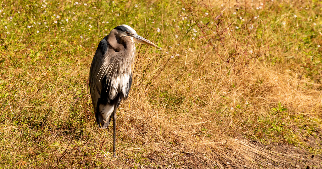 The One Legged Blue Heron! by rickster549