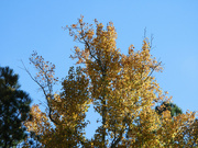 14th Nov 2021 - Golden tree