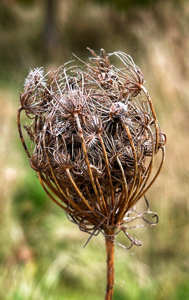 Seed head by tinley23