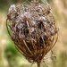 Seed head by tinley23