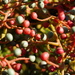 Terebinth fruits by acolyte