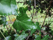 12th Nov 2021 - wet leaves