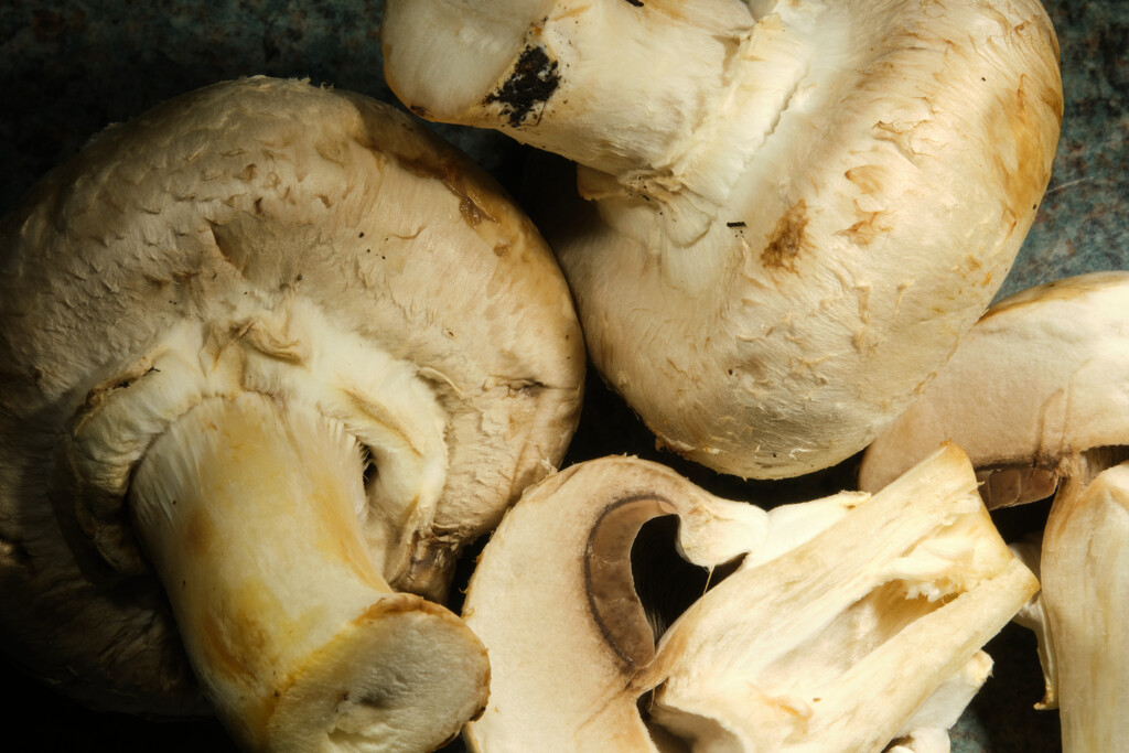 Mushrooms by kametty