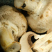 Mushrooms by kametty