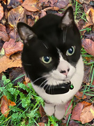 16th Nov 2021 - Syko the cat and autumn leaves 