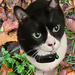 Syko the cat and autumn leaves  by cafict