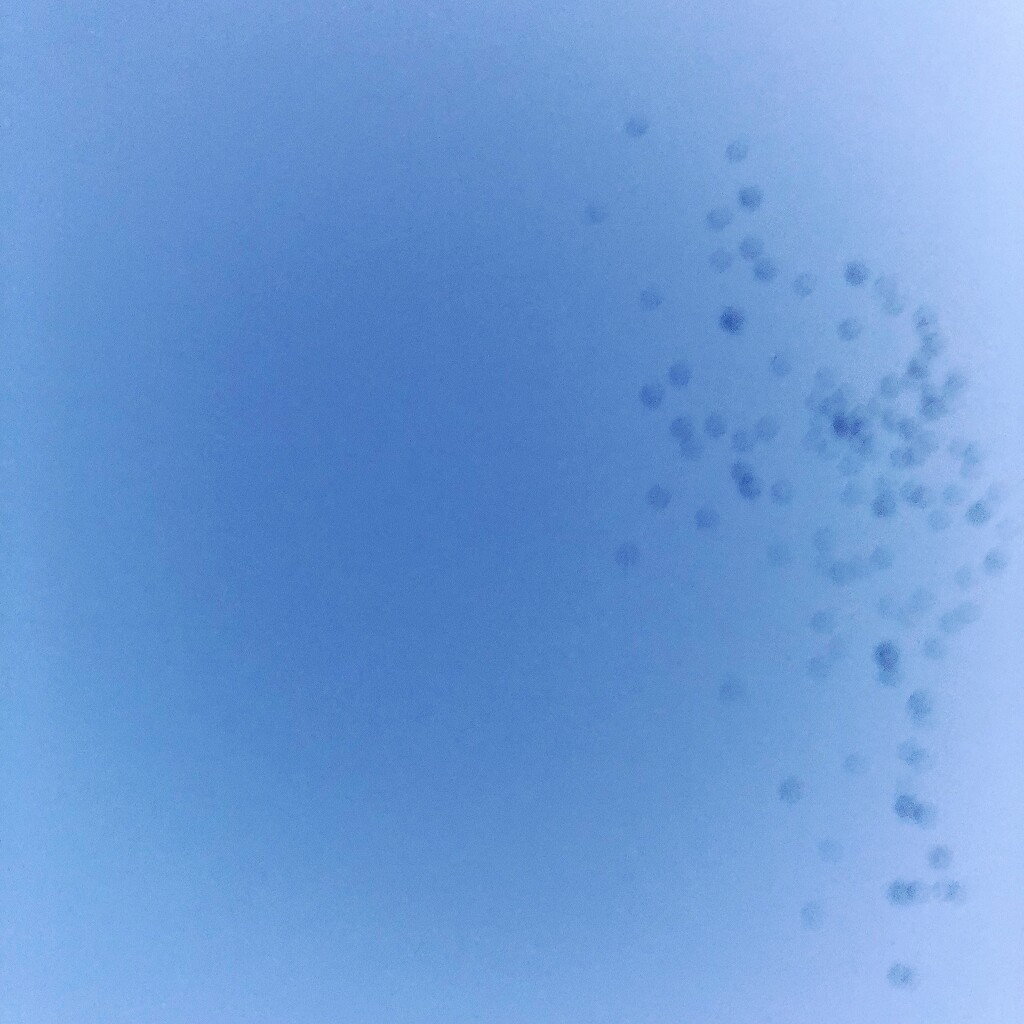 A flock of starlings by mastermek