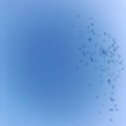 16th Nov 2021 - A flock of starlings