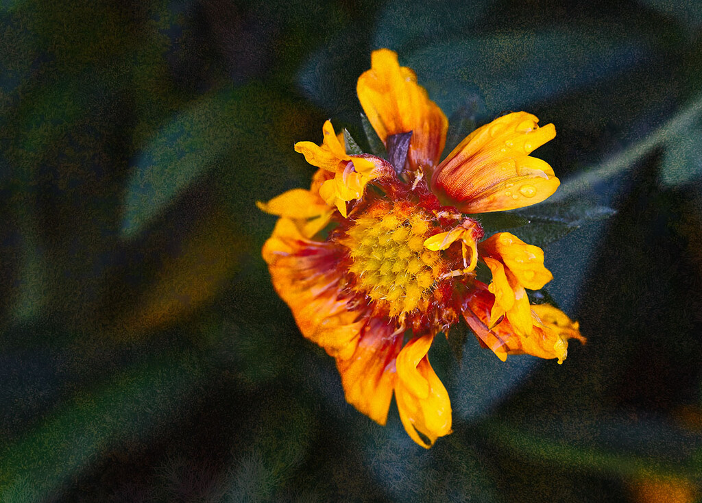 Blanket Flower by gardencat