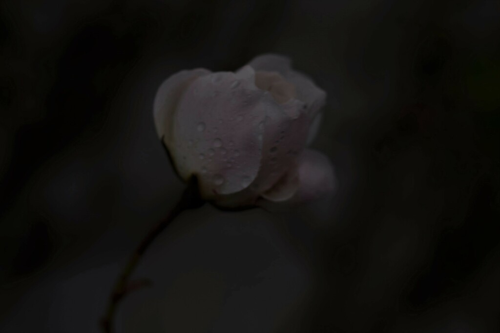 wet and windy rose by christophercox