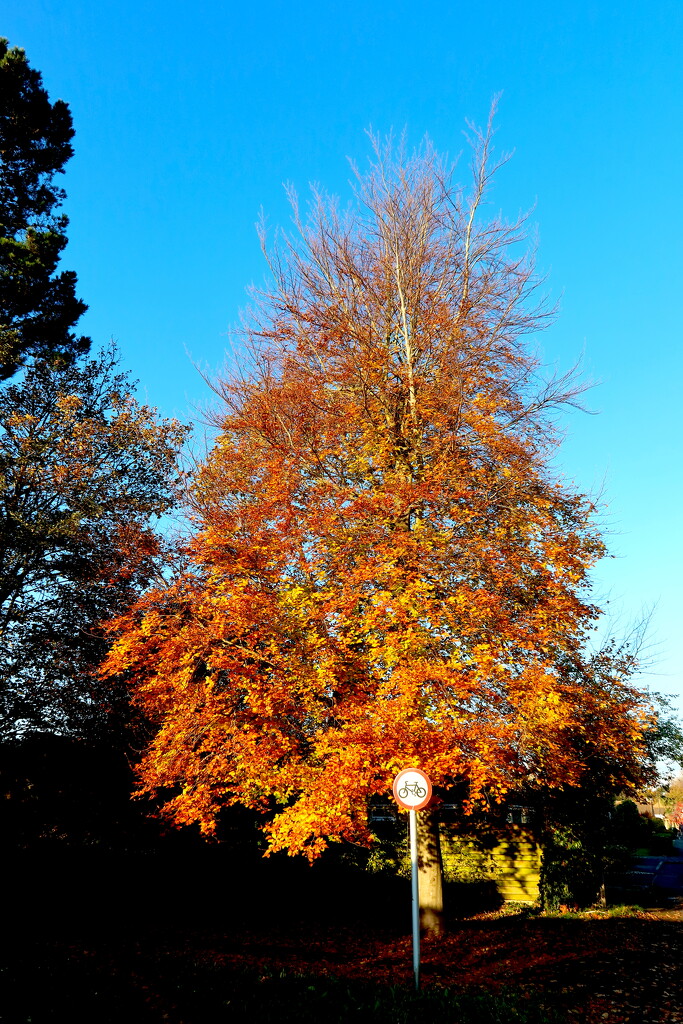 Autumn Tree And Sky by davemockford