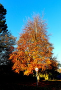 16th Nov 2021 - Autumn Tree And Sky