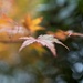 15 Nov Floating leaf by delboy207