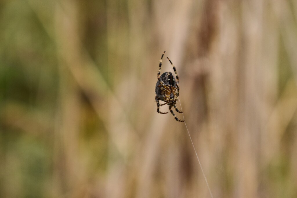 a small spider by midge