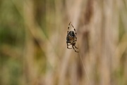 16th Nov 2021 - a small spider