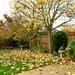 Fallen Leaves by carole_sandford