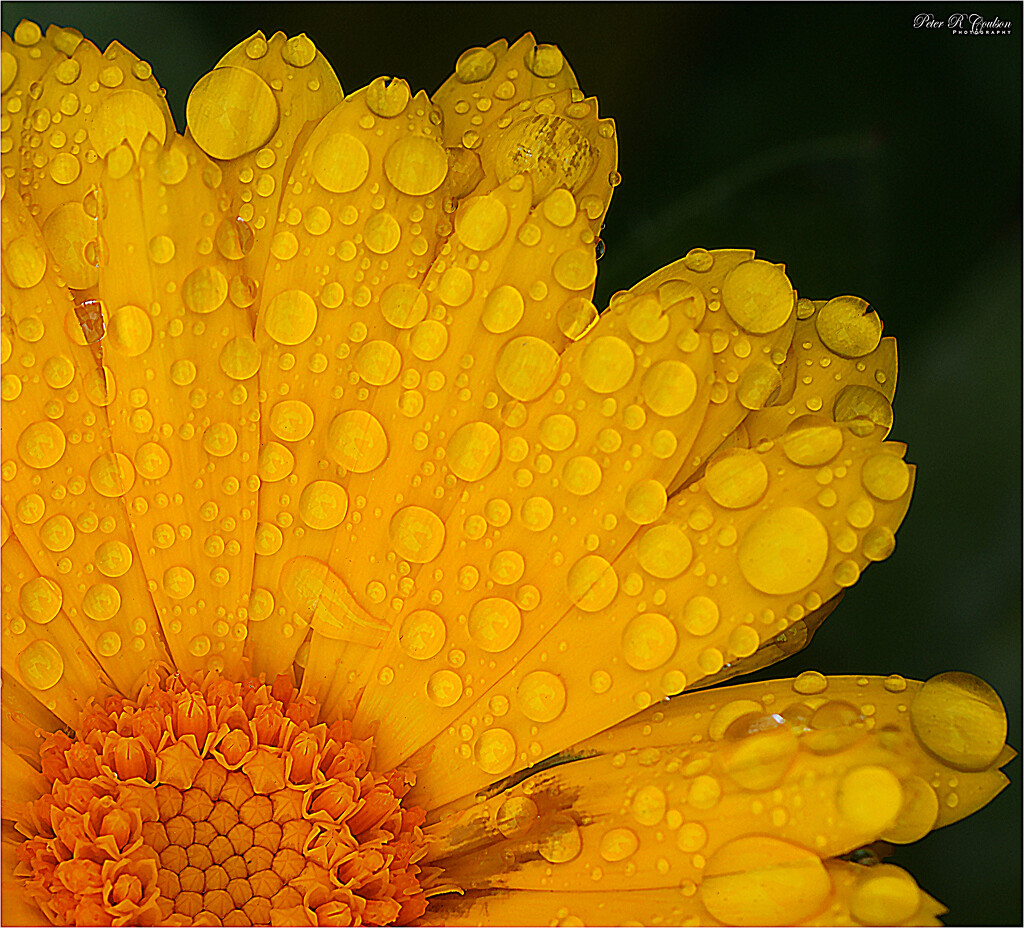 Raindrops  by pcoulson