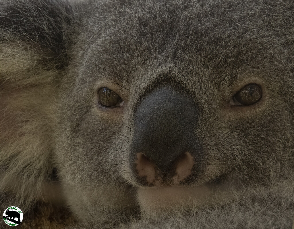 melting moment by koalagardens