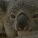 melting moment by koalagardens