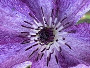 10th Nov 2021 - Clematis Flower 