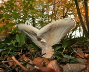 13th Nov 2021 - Springing from the forest floor