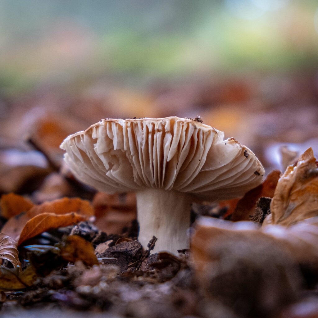 A Funghi to be with by 365nick